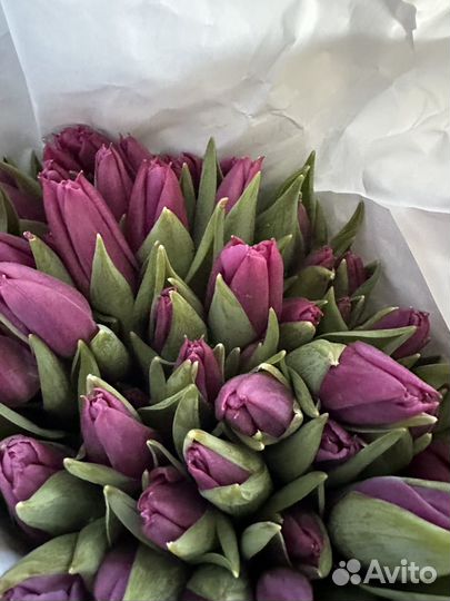 Тюльпаны крупные, большой бутон, длинная ножка