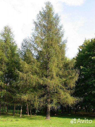 Лиственница европейская