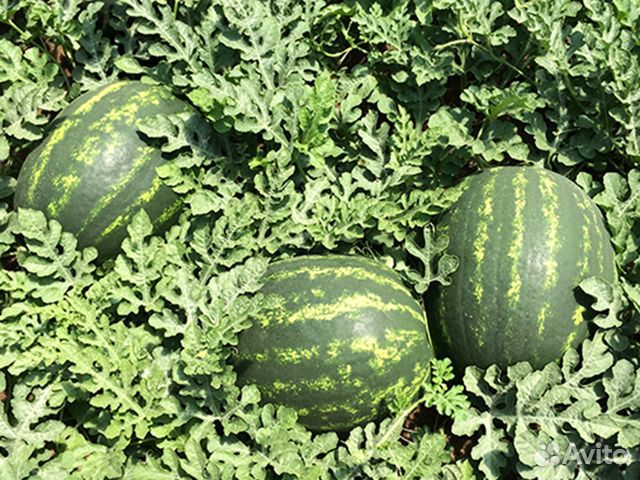Семена арбуза маристо