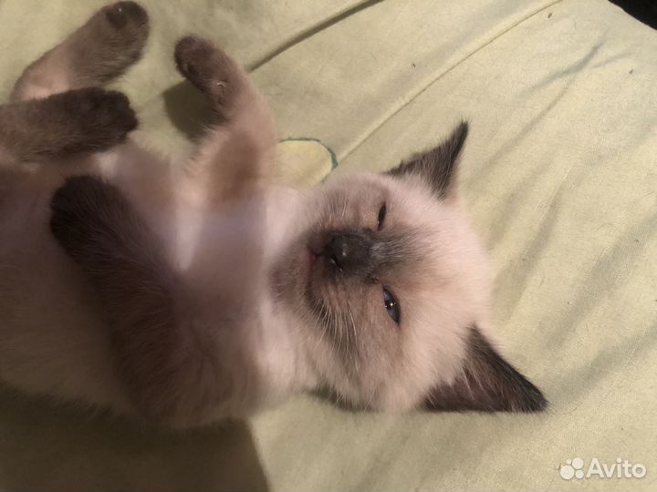 Сиамская кошечка