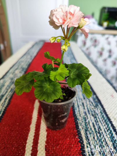 Золотолистная пеларгония Elmsett