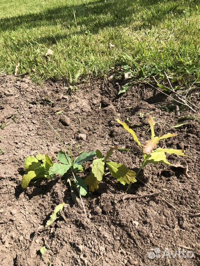 Саженцы проросшие дуба(дубки)