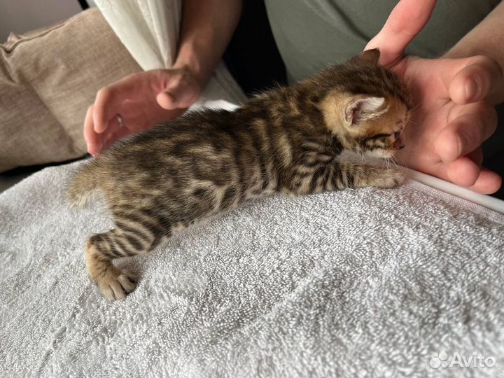 Бенгальские котята
