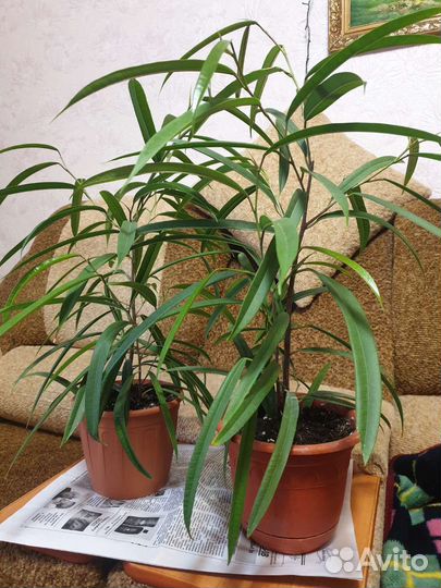 Комнатные цветы