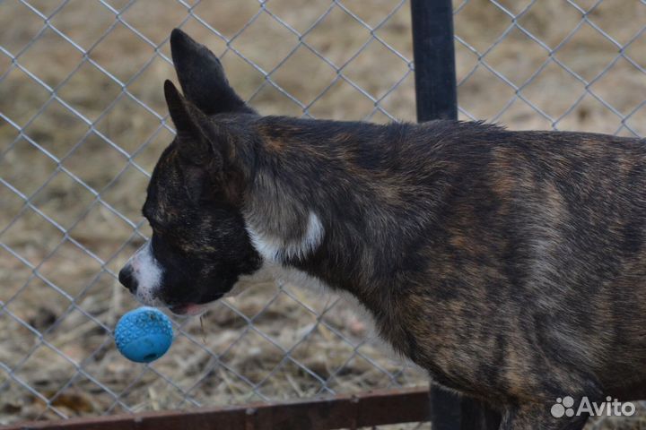 Собака, метис питбуля Марсель в дар