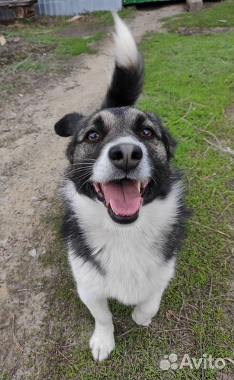 Собака в добрые руки маленькая порода бесплатно