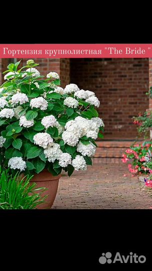 Гортензия