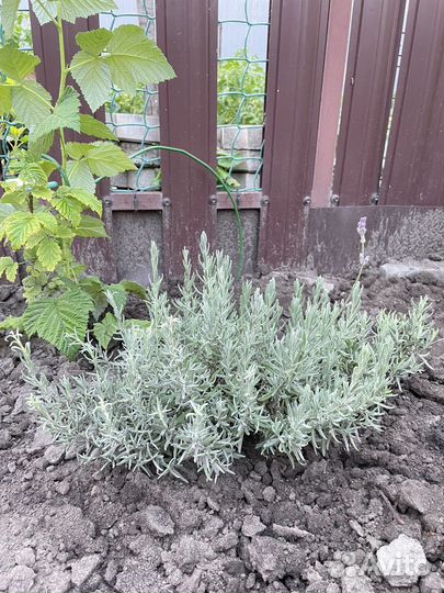 Лаванда. Куст