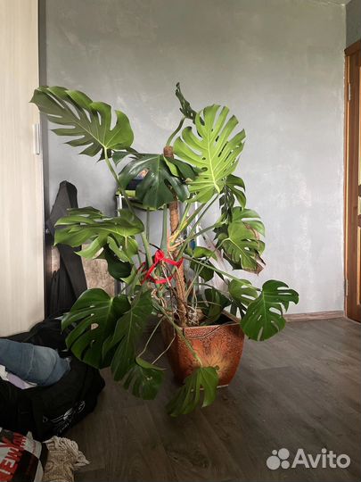 Монстера привлекательная