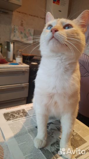 Отдаем в добрые руки