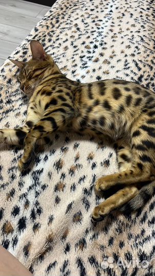 Бенгальские котята