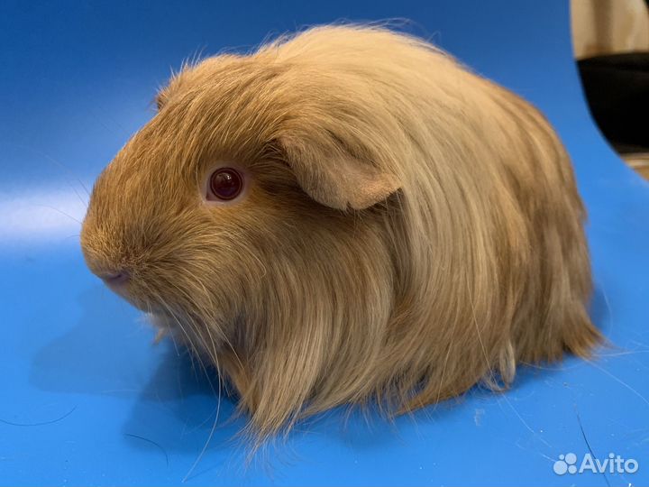 Морская свинка