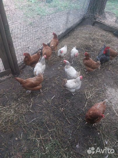 Куры несушки