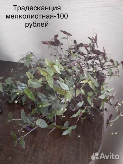 Бегония, пеперомия, плющ, аглаонема, традесканция