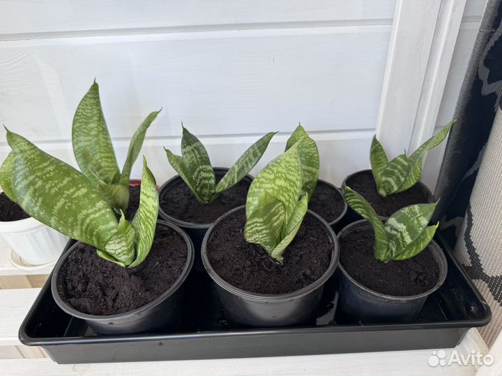 Сансевиерия