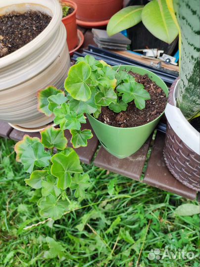 Пеларгония ампельная