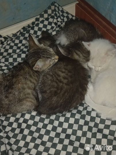 4 котят, 2 мальчика, 2 девочки, в добрые руки