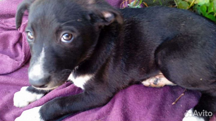 Собака в добрые руки