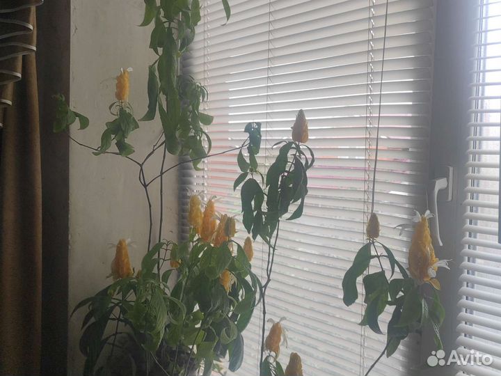 Пахистахис