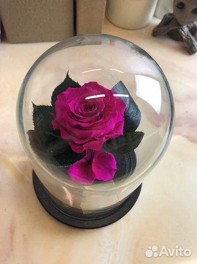 Настоящая роза из «Маленького Принца»