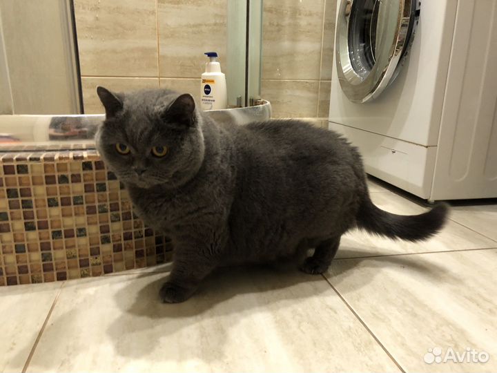 Британская кошка отдам