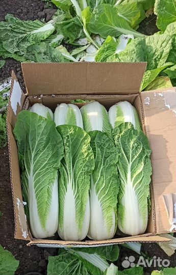 Пекинская капуста