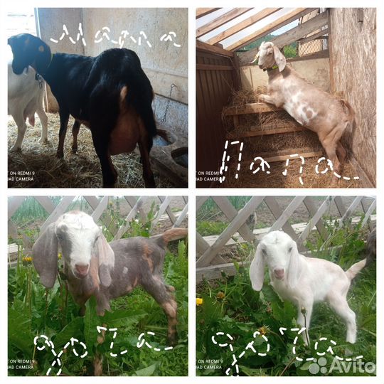 Англо нубийские козы