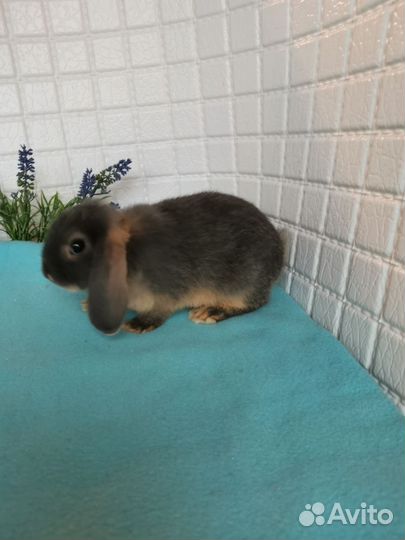 Голубые огневки, карликовые бараны