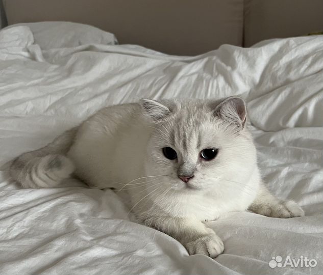 Вязка Британский кот серебряная шиншилла