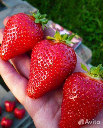 Рассада клубники клери