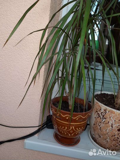 Цветы разные продам с горшками