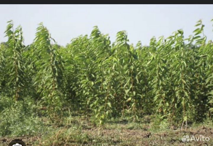 Саженцы персик и черешня