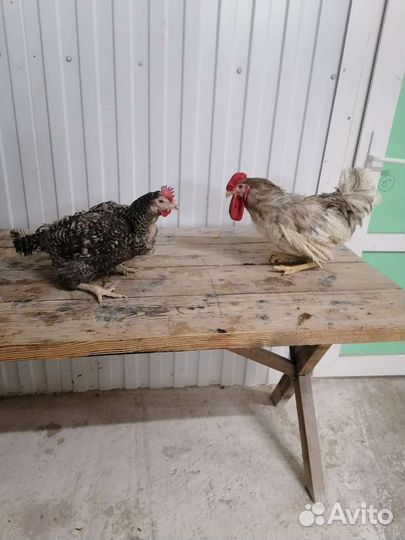 Доминант 1 год