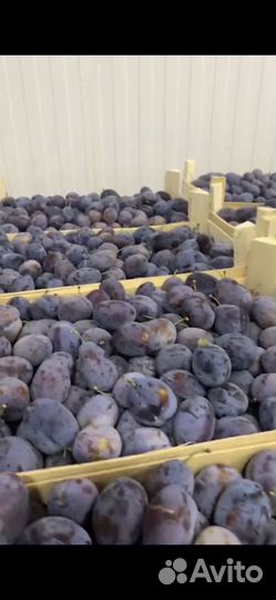 Слива стенлей