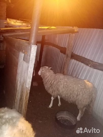 Продам 2 барана и 5 ярок