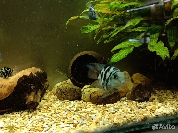 Рыбка сапфировый попугай