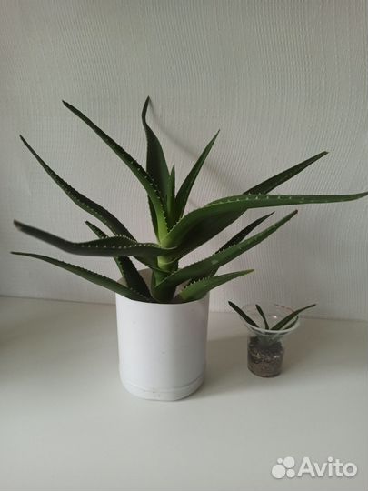 Алоэ сортовой