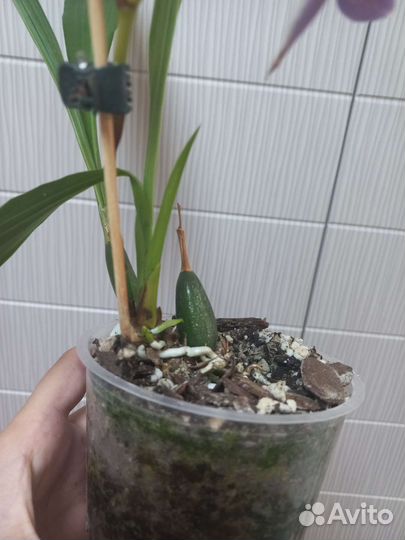 Орхидея зигопеталум