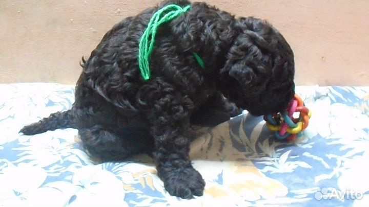 Щенки керри блю терьера