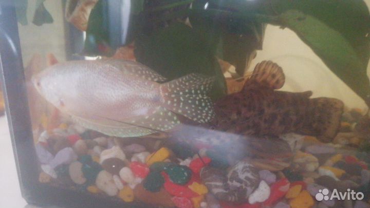 Аквариум с рыбками
