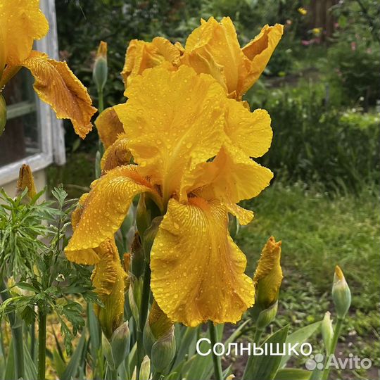 Ирисы сортовые бородатые