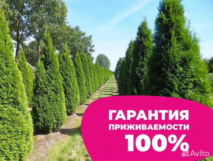 Туя 200 см