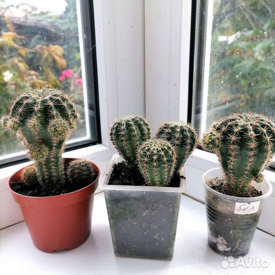 Кактус цветет белым