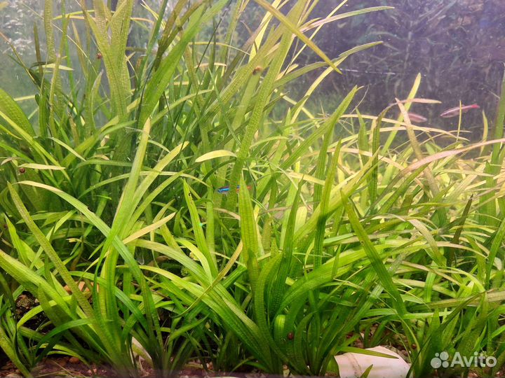 Стрелолист