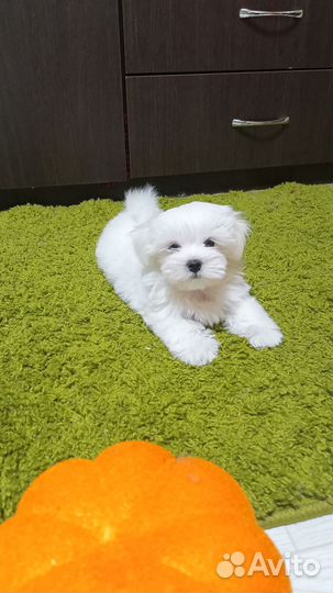 Чудо мальчик