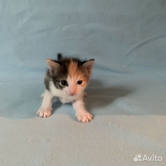 Котята в добрые руки бесплатно