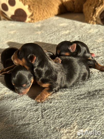 Йоркширский терьер