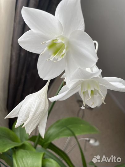 Амазонская лилия