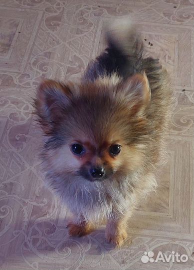 Шпиц мини девочка