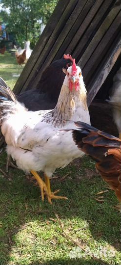 Петухи, утята, гусята